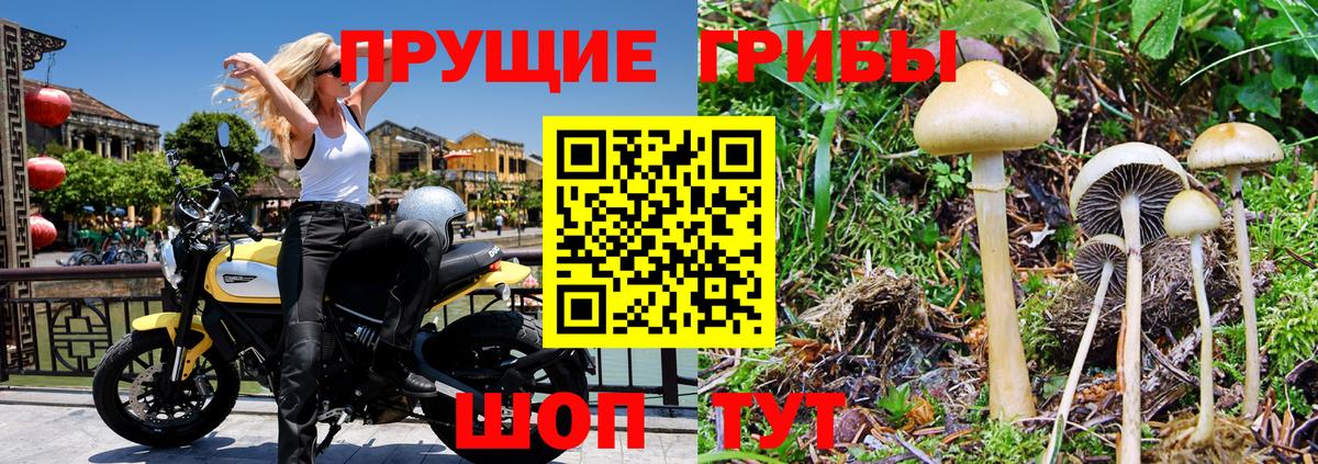 Кириши  Галлюциногенные грибы GOLDEN TEACHER  Галлюциногенные грибы Psilocybe  Вход с VPN 